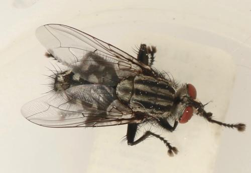 Sarcophaga variegata